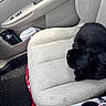 Yoru is registered to the contest to win money with this photo: black_cat, car_interior, car_seat, cat, pet, sleeping_cat, vehicle, water_bottle, tissue, blanket, cup_holder, car_door, fabric_seat, cozy, resting, animal, domestic_cat, indoor, compact_space, curled_up