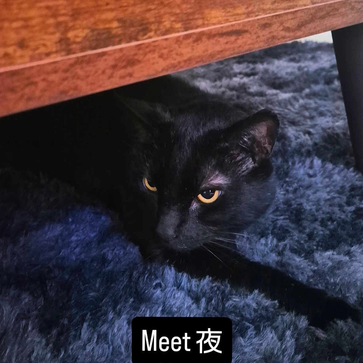 Yoru is registered to the contest to win money with this photo: black_cat, cat, animal, pet, indoor, furniture, carpet, fluffy_rug, yellow_eyes, wood, resting, curious, mysterious, closeup, shadow, cute, domestic_cat, hiding, cozy, home