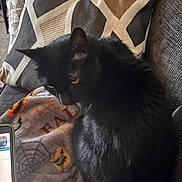 Yoru joined the competition — help win amazing prizes! animal, black_cat, blanket, cat, couch, cozy, curious, feline, fur, halloween_theme, home, indoor, pattern, pet, pillow, resting, tablet, texture, whiskers, yellow_eyes