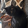 animal, black_cat, blanket, cat, couch, cozy, curious, feline, fur, halloween_theme, home, indoor, pattern, pet, pillow, resting, tablet, texture, whiskers, yellow_eyes