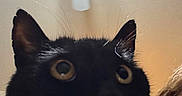 Yoru is registered to the contest to win money with this photo: black_cat, cat, pet, close_up, indoor, curious, ears, whiskers, wide_eyes, ceiling_fan, person_partial, face, feline, animal, domestic_animal, fur, portrait, looking_up, home, curiosity