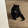 Yorue is registered to the contest to win money with this photo: black_cat, cat, pet, indoor, carpet, floor, animal, feline, sitting, looking, collar, tag, tile_floor, home, domestic_animal, cute, fur, whiskers, ears, tail