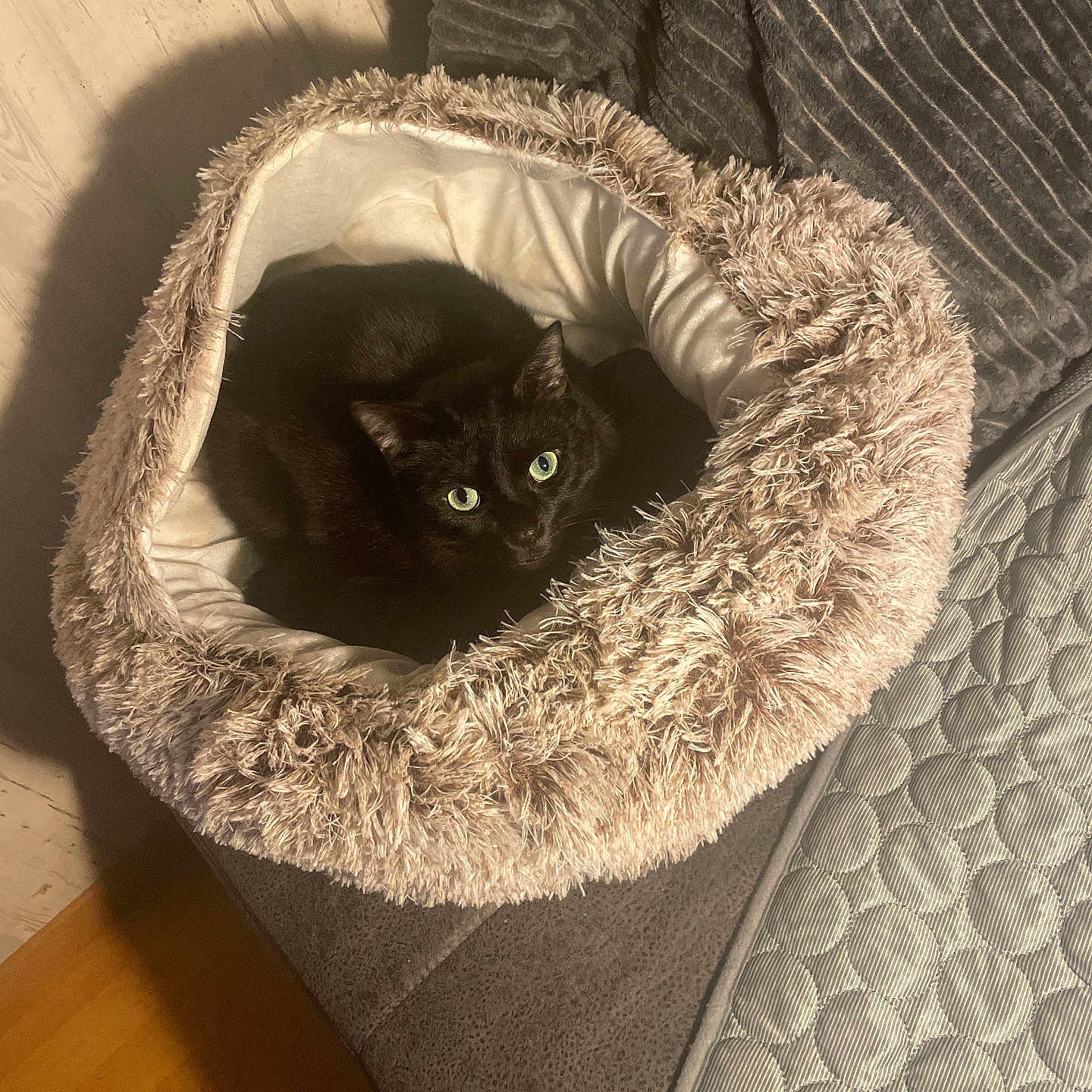 Lexy participe au concours pour gagner de l'argent avec cette photo : abyssinian, accessories, animal, bag, blackcat, blanket, canine, cat, couch, cushion, dog, dogbed, furniture, handbag, hardwood, homedecor, kitten, manx, pet, wood