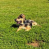 dog, outdoor, grass, field, sunlight, animal, pet, canine, greenery, nature, relaxing, tongue_out, collar, daytime, lawn, playful, resting, summer, happy, fur