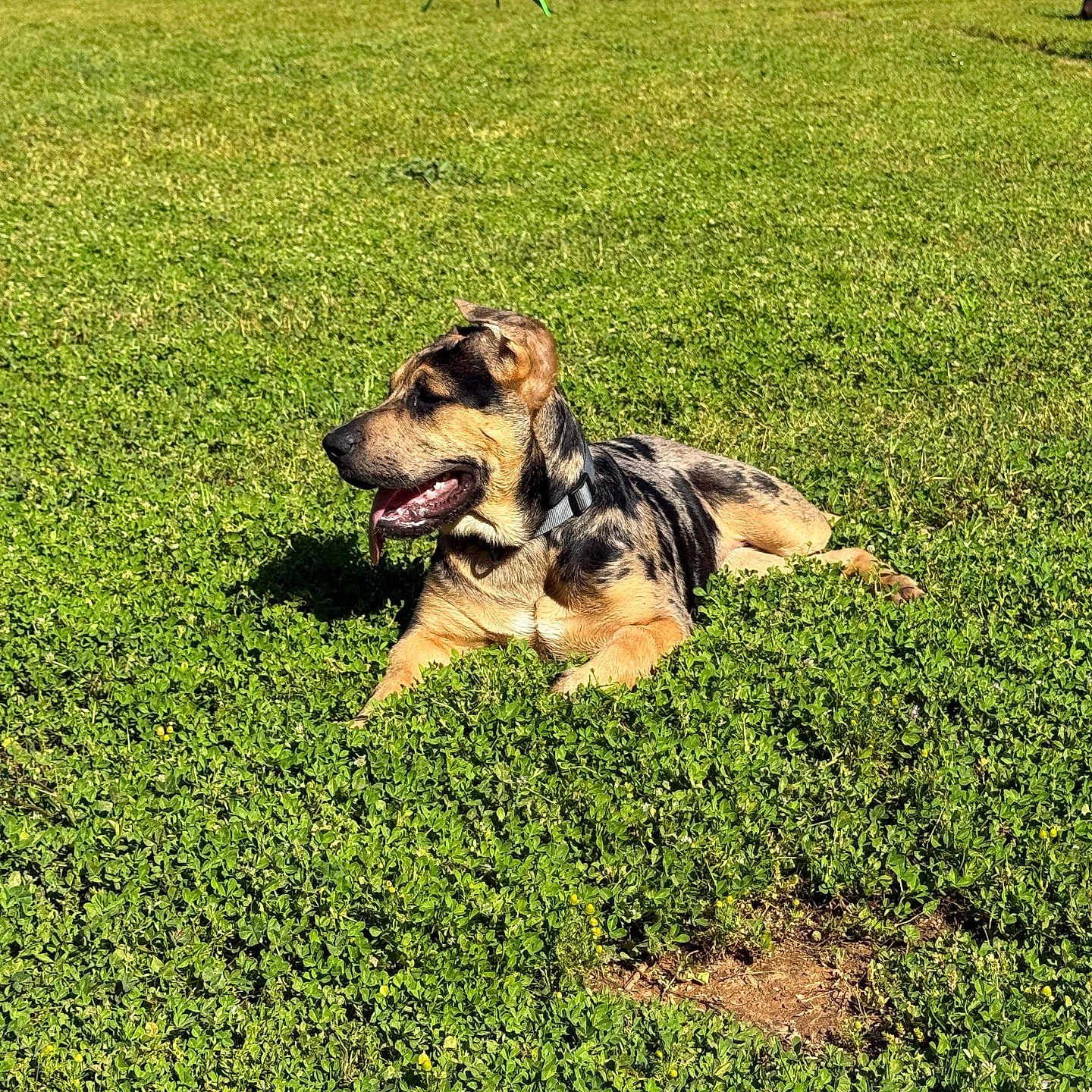 Harlee