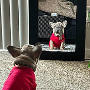 Asiabella joined the competition — help win amazing prizes! animal, carpet, cozy, curious, cute, dog, ears, furniture, home, indoor, living_room, looking, mirror, pet, red_sweater, reflection, sitting, small_dog, vertical_blinds, wicker_basket
