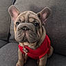 Asiabella joined the competition — help win amazing prizes! adorable, canine, companion, couch, cute, dog, domestic_animal, ears_up, french_bulldog, fur, gray_couch, indoor, looking_at_camera, pet, puppy, red_shirt, sitting, small_dog, wrinkled_face, young_dog