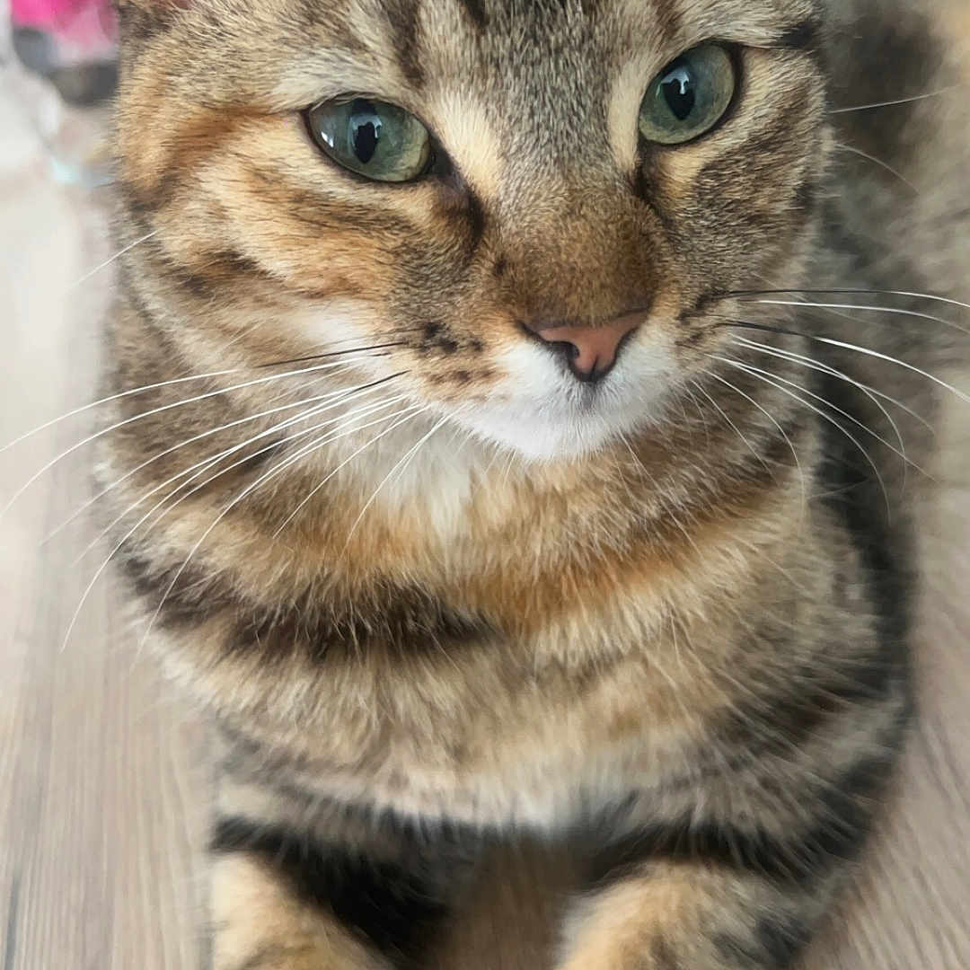 Nala a rejoint le concours — aidez-le/la à gagner de superbes lots ! animal, cat, close_up, cute, domestic_cat, ears, feline, floor, fur, green_eyes, indoor, lying_down, mammal, pet, portrait, relaxed, striped, tabby, whiskers, wooden_floor