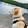 dog, golden_retriever, harness, lake, water, trees, nature, outdoor, animal, canine, fur, side_view, peaceful, serene, sky, cloudy, landscape, park, walking, pet
