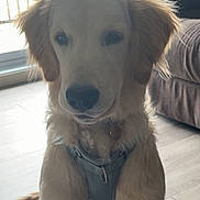 Zeus is registered to the contest to win money with this photo: dog, golden_retriever, puppy, indoor, harness, floor, window, curtains, door, pet, animal, light, shadow, fur, ears, tail, cute, sitting, calm, home