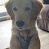 dog, golden_retriever, puppy, indoor, harness, floor, window, curtains, door, pet, animal, light, shadow, fur, ears, tail, cute, sitting, calm, home