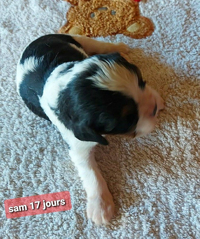 Sam participe au concours pour gagner de l'argent avec cette photo : canidae, carnivore, comfort, companion_dog, dog, dog_breed, fawn, flooring, fur, hardwood, liver, paw, snout, sporting_group, tail, terrestrial_animal, toy_dog, whiskers, wood, working_animal