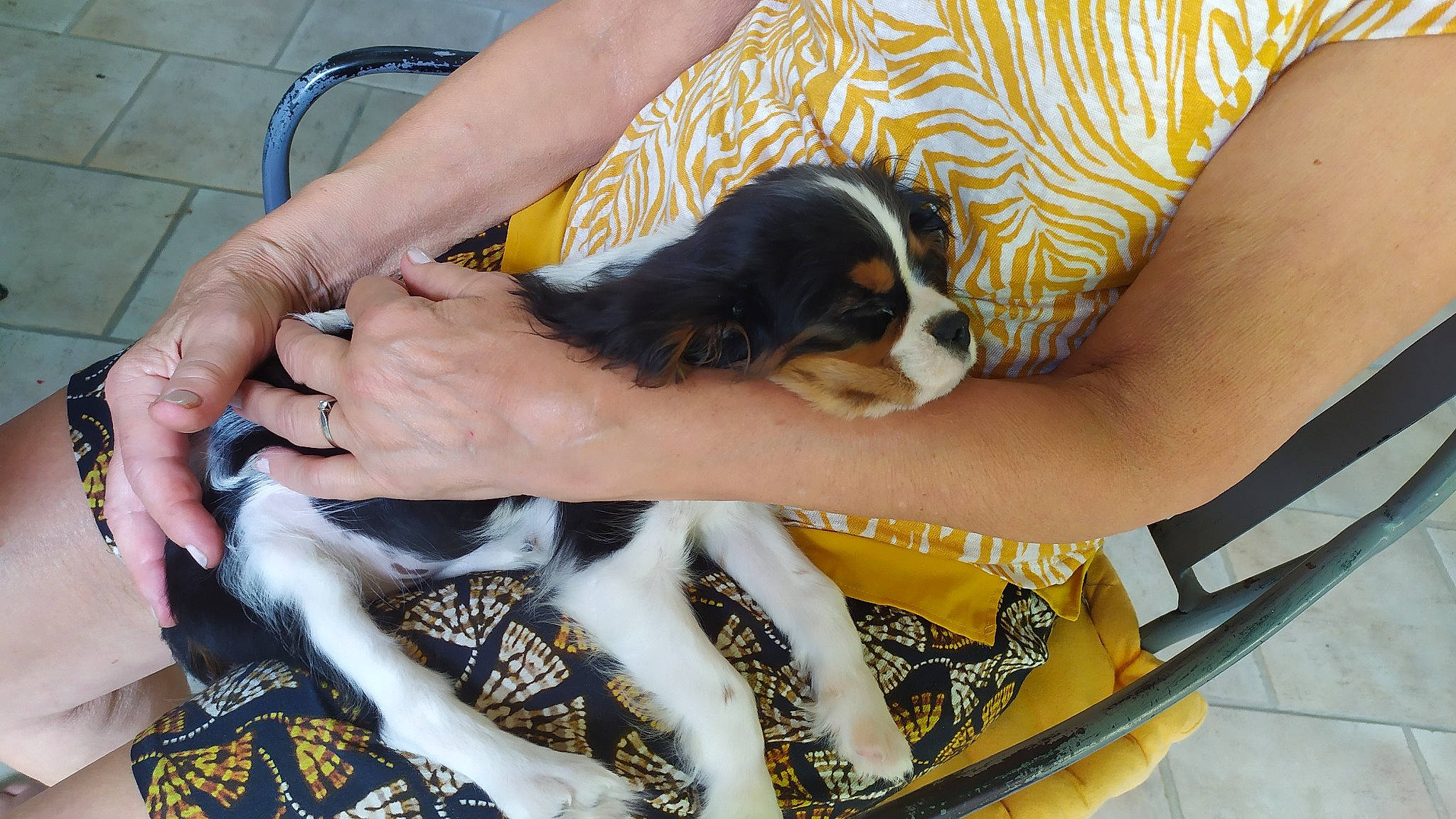 Sam a rejoint le concours — aidez-le/la à gagner de superbes lots ! bag, canidae, carnivore, cavalier_king_charles_spaniel, comfort, companion_dog, dog, dog_breed, fur, human_leg, king_charles_spaniel, nail, paw, puppy, puppy_love, sporting_group, toy_dog, wrist