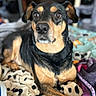 animal, bedroom, black_and_tan, blanket, canine, close_up, companion, cozy, dog, domestic, ears, eyes, fur, indoor, lying_down, nose, pet, portrait, relaxed, resting