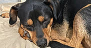 Toby is registered to the contest to win money with this photo: animal, bed, black_fur, blanket, bone, canine, close_up, companion, cozy, curled_up, cute, dog, fur, indoor, peaceful, pet, relaxed, resting, sleeping, tan_fur