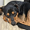 animal, bed, black_fur, blanket, bone, canine, close_up, companion, cozy, curled_up, cute, dog, fur, indoor, peaceful, pet, relaxed, resting, sleeping, tan_fur