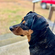 Toby joined the competition — help win amazing prizes! animal, black_and_tan, blurred_background, canine, car, close_up, daylight, dog, ears, fur, grass, looking_away, nature, outdoor, pet, portrait, side_profile, snout, stairs, vehicle