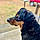 Toby