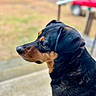 animal, black_and_tan, blurred_background, canine, car, close_up, daylight, dog, ears, fur, grass, looking_away, nature, outdoor, pet, portrait, side_profile, snout, stairs, vehicle