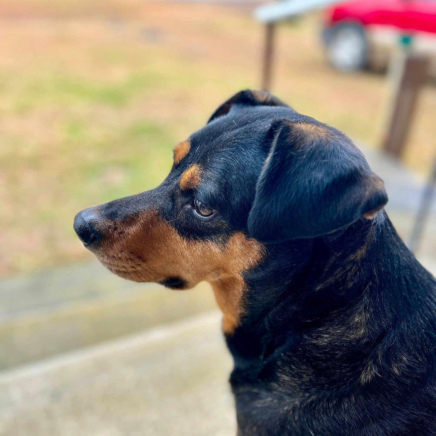 Toby