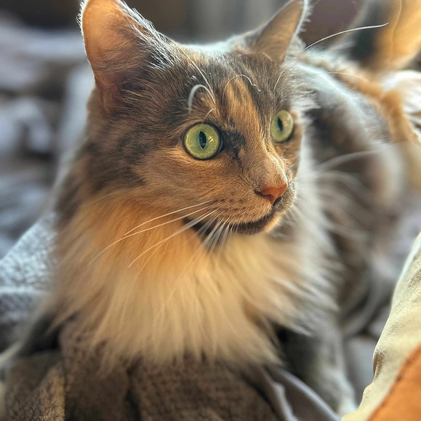Cali is registered to the contest to win money with this photo: animal, blanket, cat, close_up, comfortable, cozy, domestic_animal, ears, feline, fur, green_eyes, indoor, long_hair, nose, pet, portrait, relaxed, soft_light, warm_colors, whiskers
