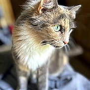 Cali is registered to the contest to win money with this photo: animal, blurred_background, cat, close_up, curious, cute, domestic_cat, feline, fluffy, focused, fur, green_eyes, indoor, mammal, pet, portrait, side_view, sitting, soft_blanket, whiskers