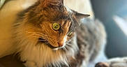 Cali joined the competition — help win amazing prizes! animal, bokeh, cat, close_up, cute, domestic_cat, feline, fluffy, focus, fur, green_eyes, indoor, pet, portrait, profile, relaxed, sitting, soft_light, warm_tone, whiskers