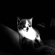 Gizmo is registered to the contest to win money with this photo: kitten, cat, black_and_white, animal, pet, cozy, blanket, soft_light, dark_background, cute, fur, whiskers, small, resting, indoors, portrait, young, mammal, feline, comfort