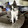 Gizmo is registered to the contest to win money with this photo: kitten, cat, gray_and_white, pet, cute, cat_bed, indoor, curious, head_tilt, fur, animal, young, whiskers, claw, paws, soft, domestic, cozy, household, background