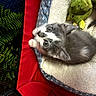 Gizmo is registered to the contest to win money with this photo: kitten, cat, pet_bed, stuffed_toy, green_toy, gray_cat, white_cat, playpen, mesh, red_fabric, blue_fabric, leafy_plants, indoor, cute, animal, young_cat, feline, cozy, resting, looking_up