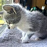 Gizmo joined the competition — help win amazing prizes! kitten, cat, gray_and_white, fur, whiskers, window, blanket, indoor, curious, pet, animal, soft, young, side_view, natural_light, domestic, cute, small, feline, cozy