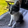 Gizmo joined the competition — help win amazing prizes! kitten, cat, animal, pet, whiskers, fur, window, screen, sunlight, blanket, soft, indoor, curious, young, cute, portrait, sitting, fur_pattern, ears, eyes
