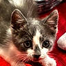 animal, cat, closeup, curious, cute, ears, eyes, feline, fur, gray, indoor, kitten, pet, playful, portrait, red_background, soft, whiskers, white, young