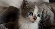 Gizmo is registered to the contest to win money with this photo: kitten, cat, blue_eyes, fur, whiskers, pet, animal, cute, cozy, blanket, soft, young, domestic_cat, mammal, indoor, closeup, feline, portrait, sleepy, adorable