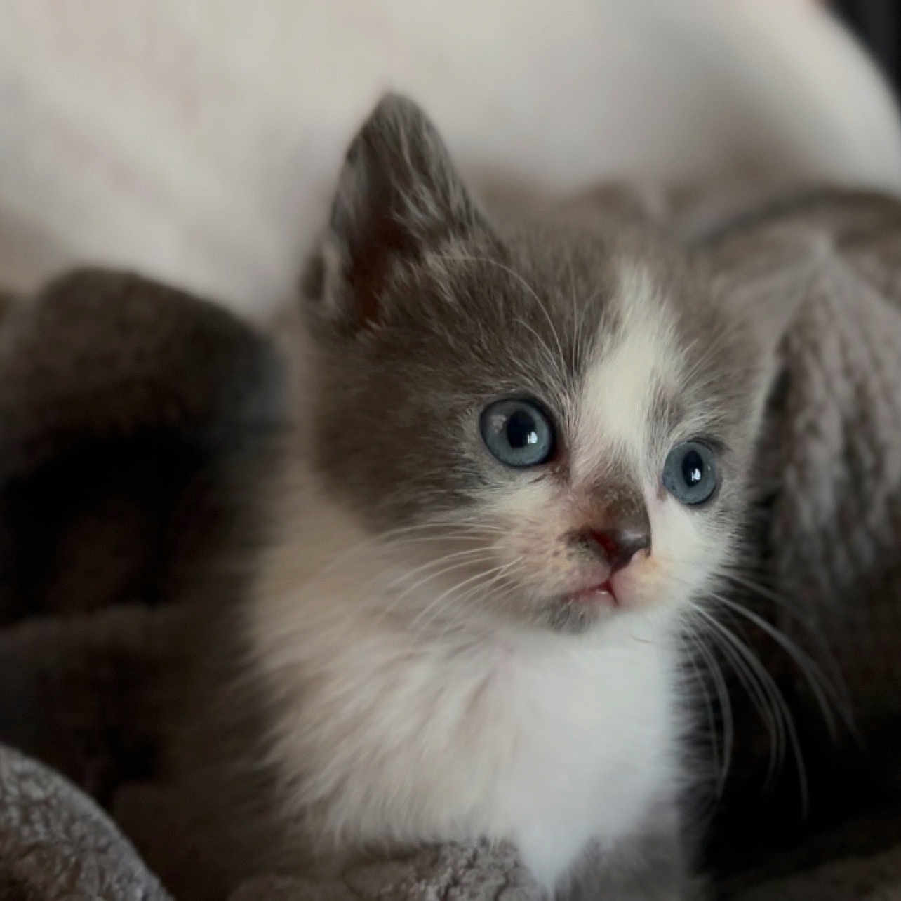 Gizmo