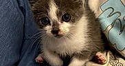 Gizmo is registered to the contest to win money with this photo: kitten, cat, gray, white, fur, whiskers, paw, blue_fabric, curious, cute, young, pet, animal, indoor, close_up, small, sitting, soft, looking, domestic_cat