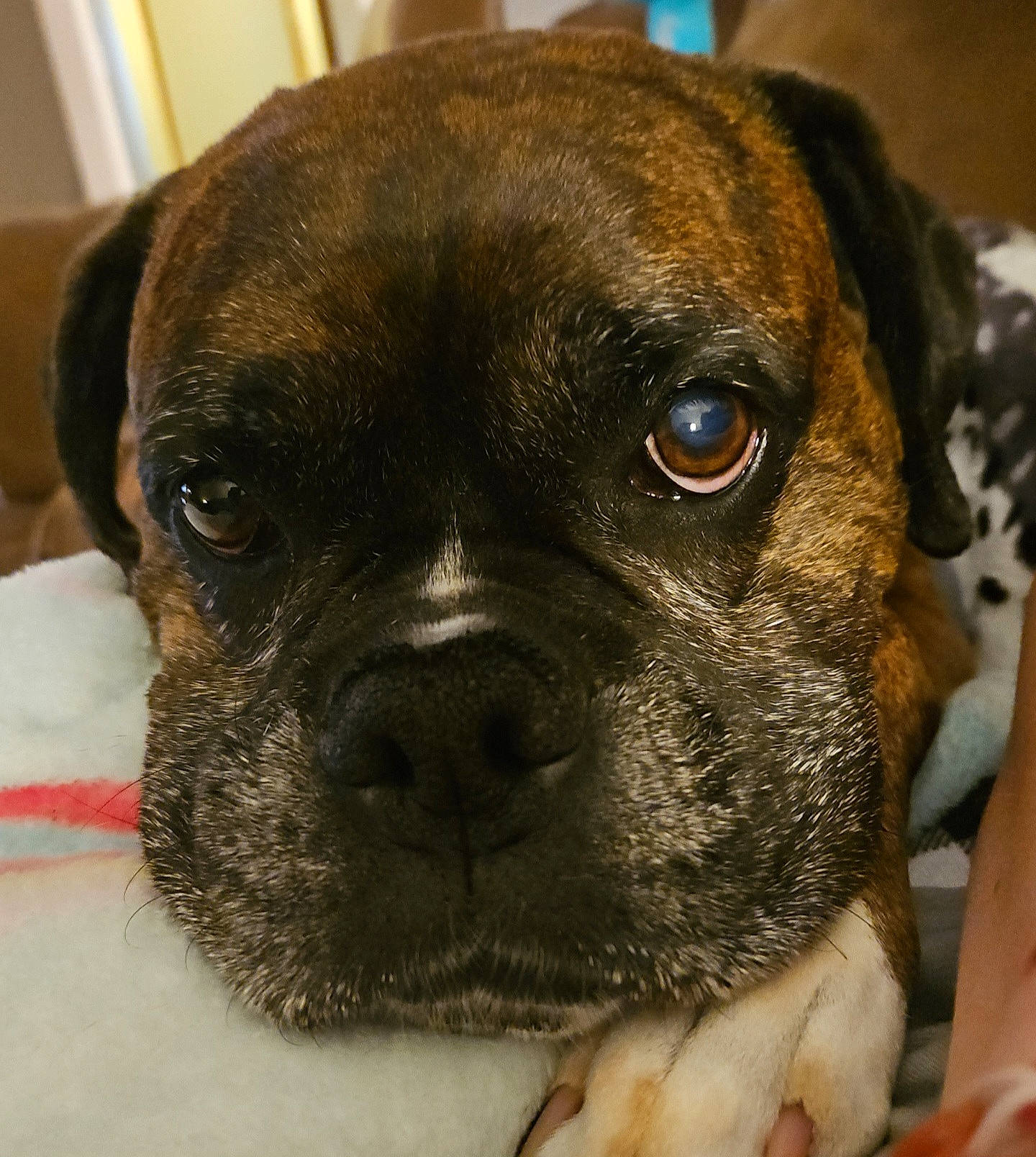 Brutus is registered to the contest to win money with this photo: boxer, canidae, carnivore, collar, companion_dog, dog, dog_breed, dog_collar, ear, fawn, fur, liver, puppy, snout, sporting_group, terrestrial_animal, whiskers, working_animal, working_dog, wrinkle