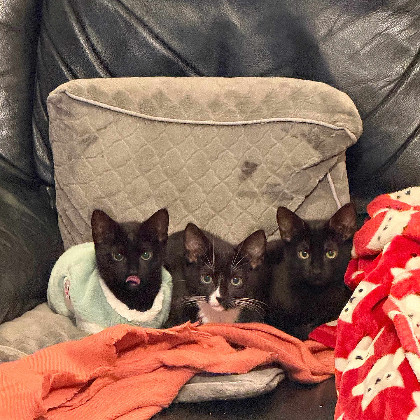 Kenzie Kiki And Koko