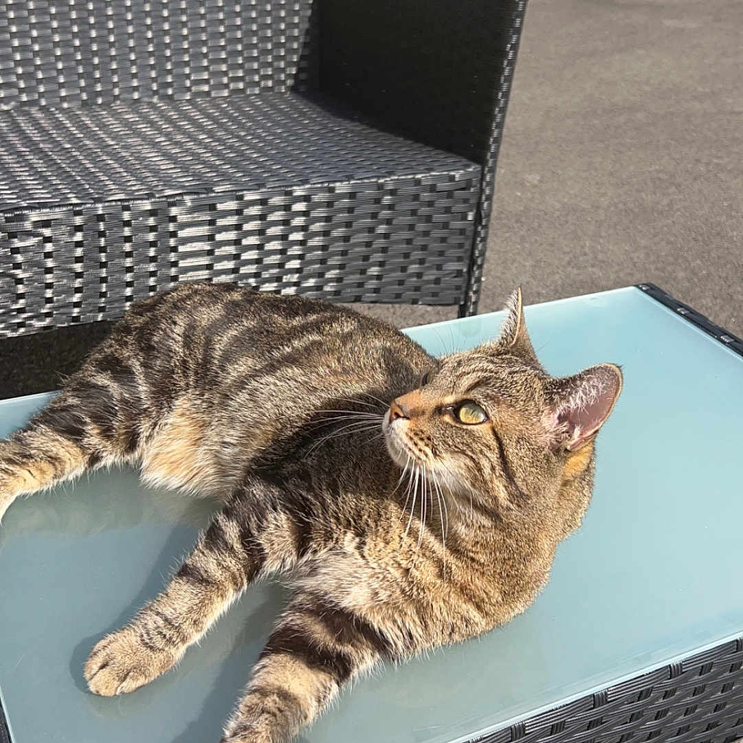 Trois Pattes participe au concours pour gagner de l'argent avec cette photo : abyssinian, animal, architecture, building, cat, chair, coffeetable, furniture, house, housing, indoors, interiordesign, kitten, livingroom, manx, person, pet, porch, room, table