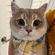 Dumpie is registered to the contest to win money with this photo: cat, kitten, portrait, close_up, wide_eyes, staring, whiskers, pink_nose, fur, gray_fur, tabby, ears, bow_tie, striped_clothing, collar, indoor, home, orange_background, pet, cute