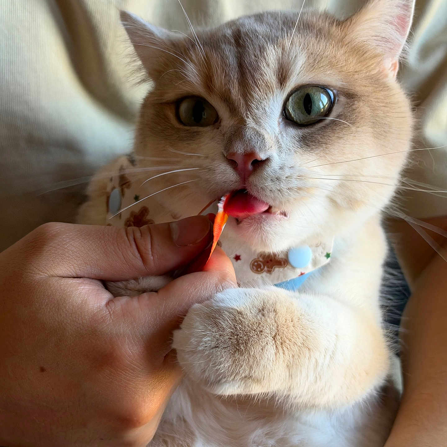 Dumpie joined the competition — help win amazing prizes! cat, kitten, cream_colored, close_up, pet, animal, whiskers, green_eyes, pink_nose, licking, treat, orange_treat, collar, paws, fur, indoor, cozy, hand, portrait, cute