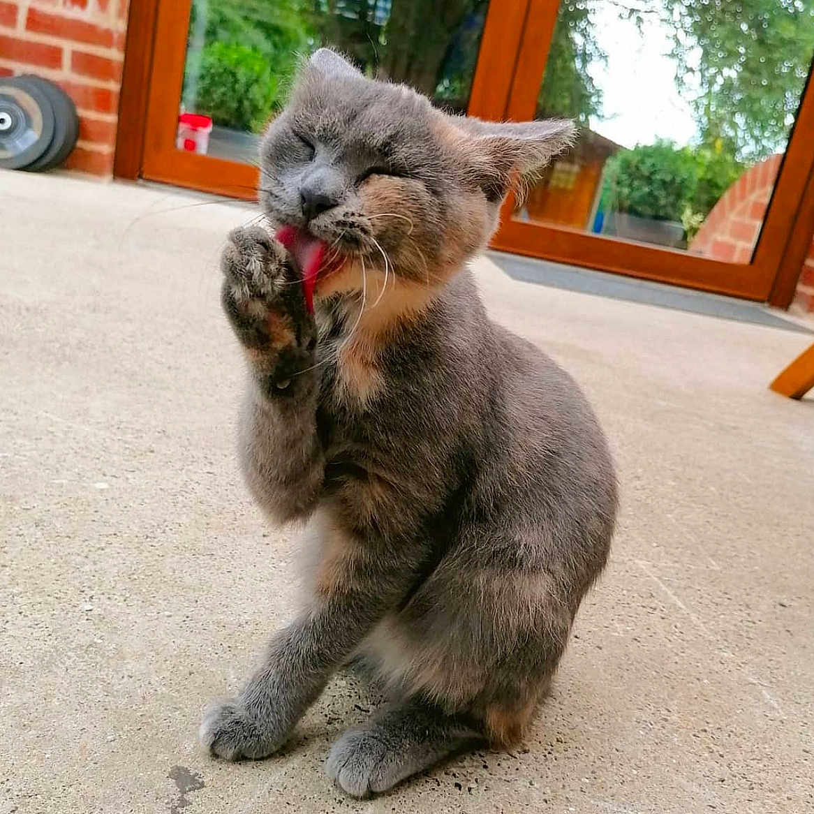 Nounou a rejoint le concours — aidez-le/la à gagner de superbes lots ! animal, architecture, bodypart, building, cat, city, grass, hardwood, kitten, mouth, outdoors, person, pet, plant, pottedplant, road, shelter, street, urban, wood