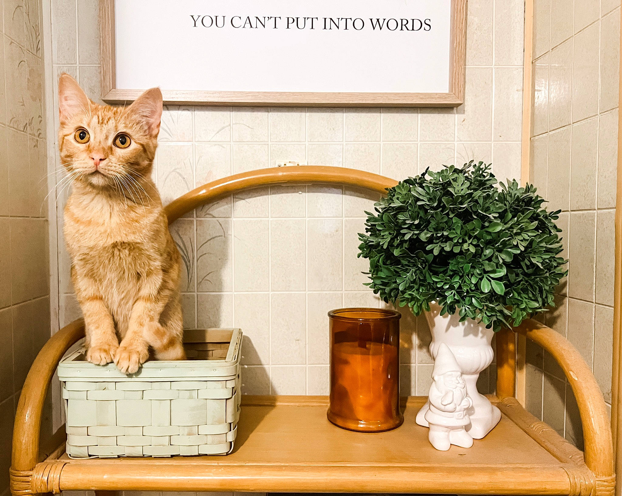 Poppy joined the competition — help win amazing prizes! building, carnivore, cat, cat_supply, felidae, flooring, flowerpot, hardwood, houseplant, interior_design, pet_supply, plant, shelf, shelving, small_to_medium_sized_cats, table, tail, vase, whiskers, wood