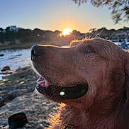 Vasko participe au concours pour gagner de l'argent avec cette photo : dog, golden_retriever, sunset, water, outdoor, nature, pet, animal, happy, wet_fur, collar, rocks, sky, tree, landscape, sun, profile, canine, closeup, serene