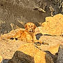 Vasko a rejoint le concours — aidez-le/la à gagner de superbes lots ! dog, golden_retriever, muddy, boots, beach, rocks, sunlight, outdoor, animal, pet, laying_down, nature, sandy, canine, relaxed, daylight, fur, portrait, quiet, scenic