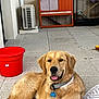 Vasko participe au concours pour gagner de l'argent avec cette photo : golden_retriever, dog, pet, smiling, outdoor, patio, red_bucket, cage, collar, tongue_out, fur, animal, relaxed, friendly, human_knee, concrete_floor, daylight, domestic, companion, resting