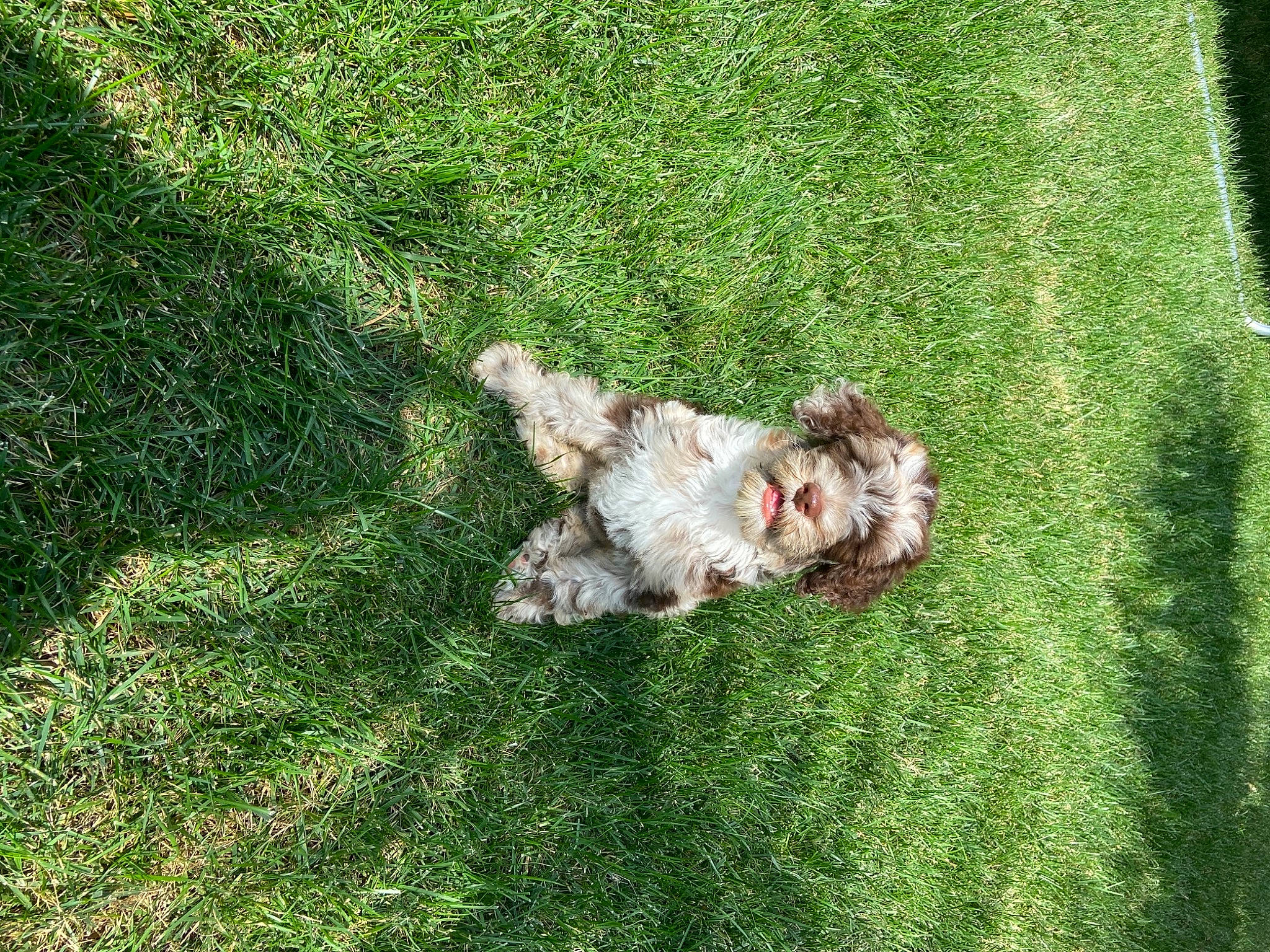 Dutch joined the competition — help win amazing prizes! artificial_turf, canidae, carnivore, companion_dog, dog, dog_breed, fawn, flooring, garden, grass, grass_family, grassland, groundcover, lawn, plant, shrub, sporting_group, tail, terrier, toy_dog