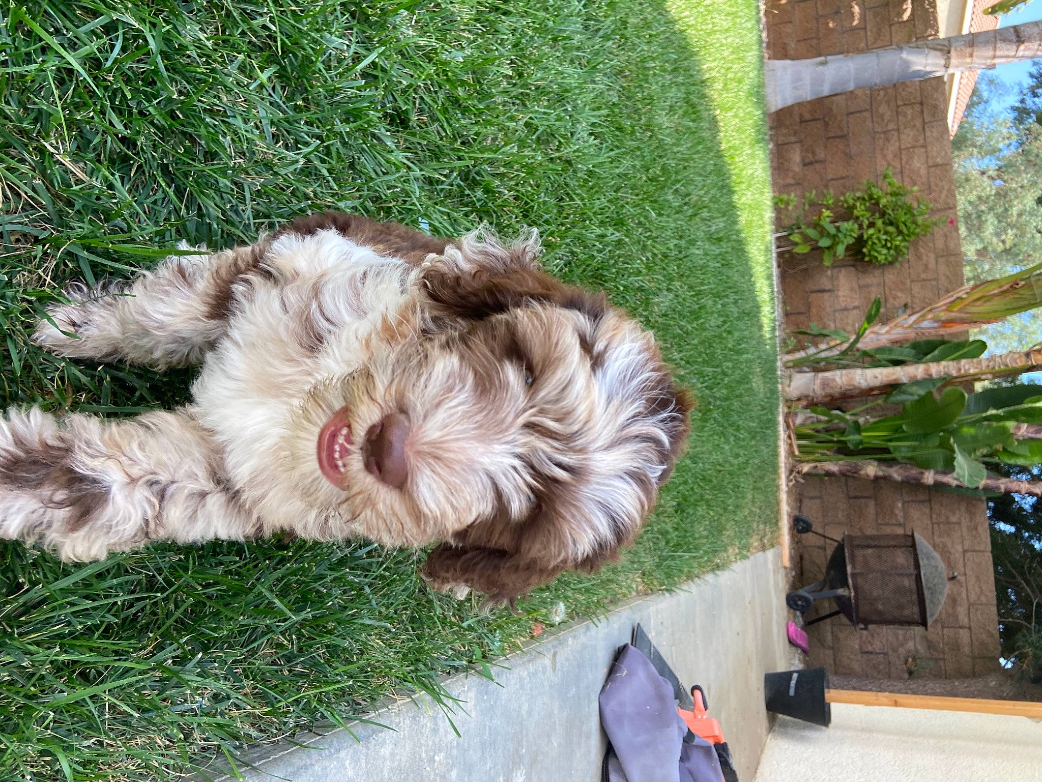 Dutch is registered to the contest to win money with this photo: canidae, carnivore, companion_dog, dog, dog_breed, fawn, felidae, fur, grass, green, groundcover, plant, shrub, sidewalk, small_to_medium_sized_cats, sporting_group, tail, terrier, tree, whiskers