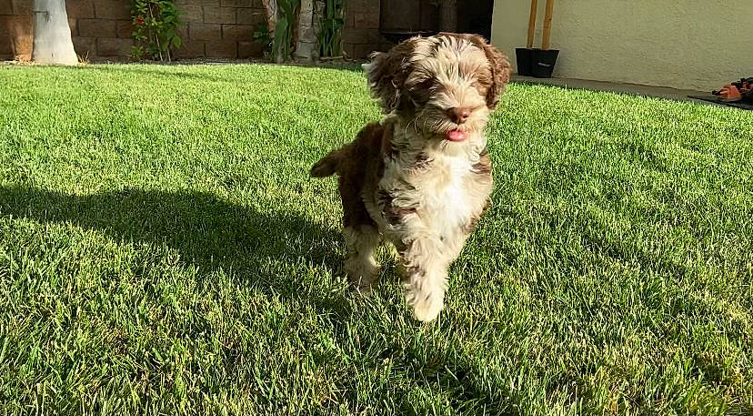 Dutch joined the competition — help win amazing prizes! canidae, carnivore, companion_dog, dog, dog_breed, fawn, grass, lawn, liver, maltepoo, plant, poodle_crossbreed, small_terrier, snout, sporting_group, tail, terrier, toy_dog, water_dog, working_animal