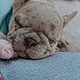 Clover joined the competition — help win amazing prizes! dog, puppy, french_bulldog, sleeping, close_up, wrinkles, nose, whiskers, ear, blanket, denim, jeans, cozy, pet, indoor, cute, portrait, muzzle, soft_lighting, relaxed